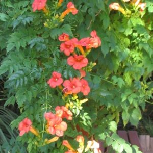 RADICANS