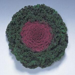 Brassica oleracea CARRIZO F1