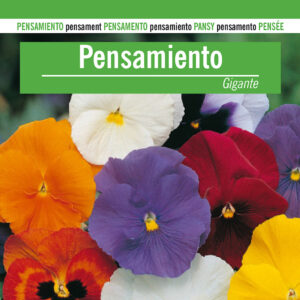 PENSAMIENTO GIGANTE Viola wittrockiana