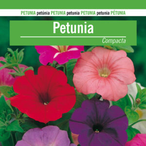 PETUNIA COMPACTA Petunia multiflora