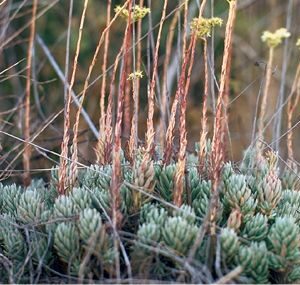 SEDUM SEDIFORME