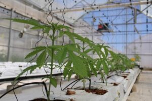 noticia_cannabis