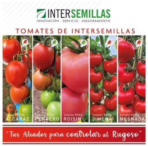 tomate