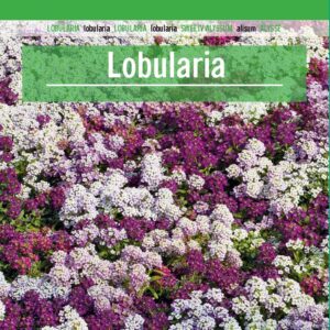 LOBULARIA MARITIMA MIX