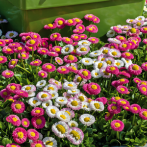 Bellis perennis SPEEDSTAR® PLUS