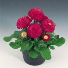 Bellis perennis TASSO® - Imagen 7