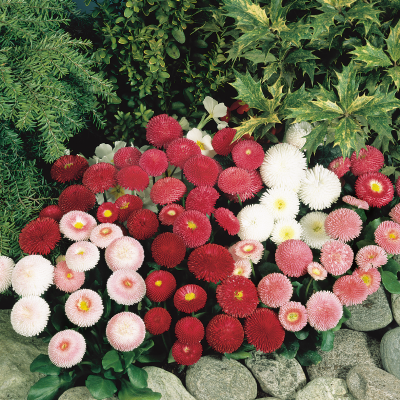 Bellis perennis TASSO® - Imagen 3