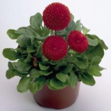 Bellis perennis TASSO® - Imagen 4