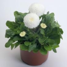 Bellis perennis TASSO® - Imagen 5