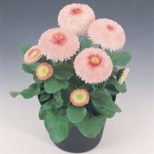 Bellis perennis TASSO® - Imagen 6