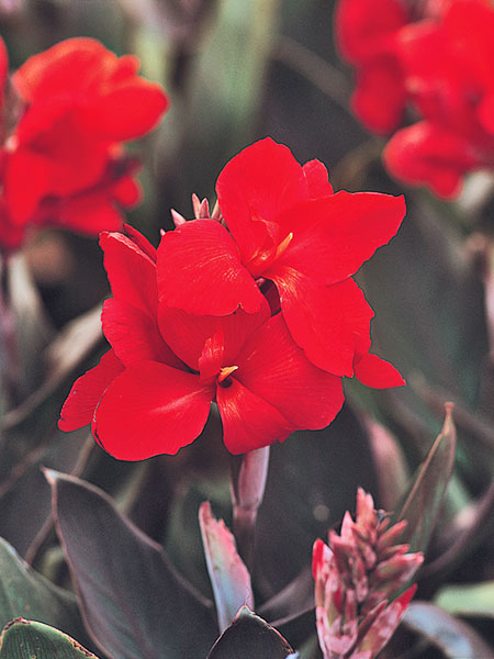 Canna generalis TROPICAL - Imagen 3