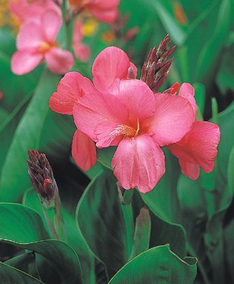 Canna generalis TROPICAL - Imagen 4