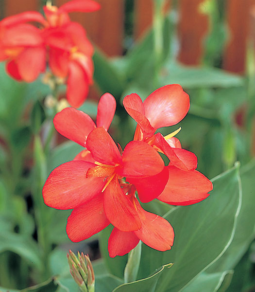 Canna generalis TROPICAL - Imagen 5