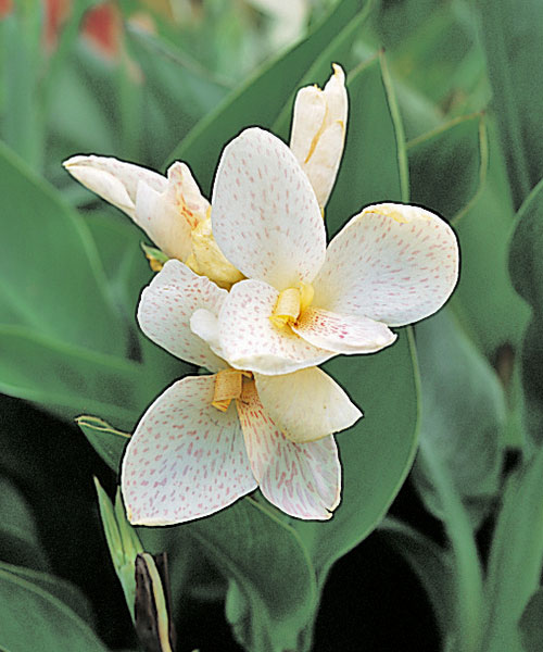 Canna generalis TROPICAL - Imagen 6