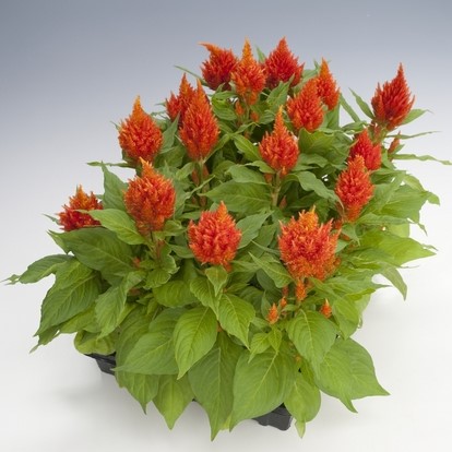 Celosia plumosa KIMONO - Imagen 12