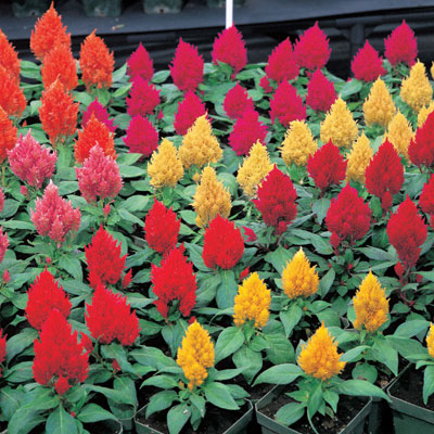 Celosia plumosa KIMONO