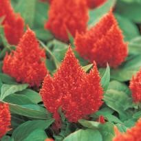 Celosia plumosa KIMONO - Imagen 8