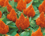 Celosia plumosa KIMONO - Imagen 6