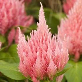 Celosia plumosa KIMONO - Imagen 3
