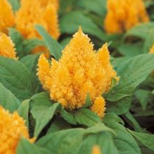 Celosia plumosa KIMONO - Imagen 5