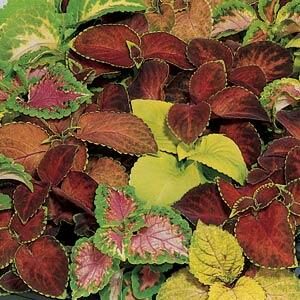 Coleus blumei WIZARD