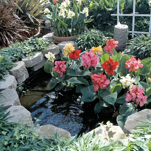Canna generalis TROPICAL