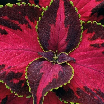 Coleus blumei PREMIUM SUN