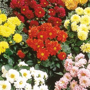 Dahlia variabilis FIGARO