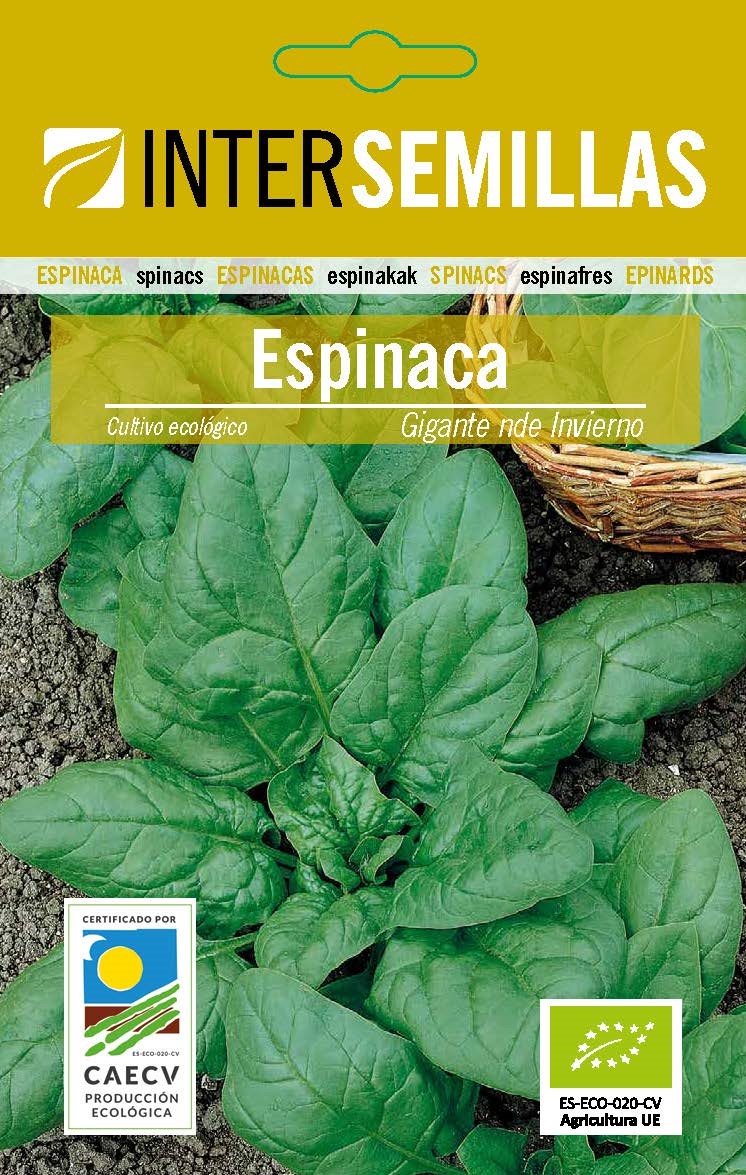 ESPINACA Gigante de Invierno Ecológico