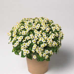 Exacum affine ROYAL DANE