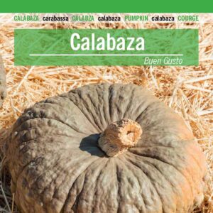 CALABAZA Buen Gusto