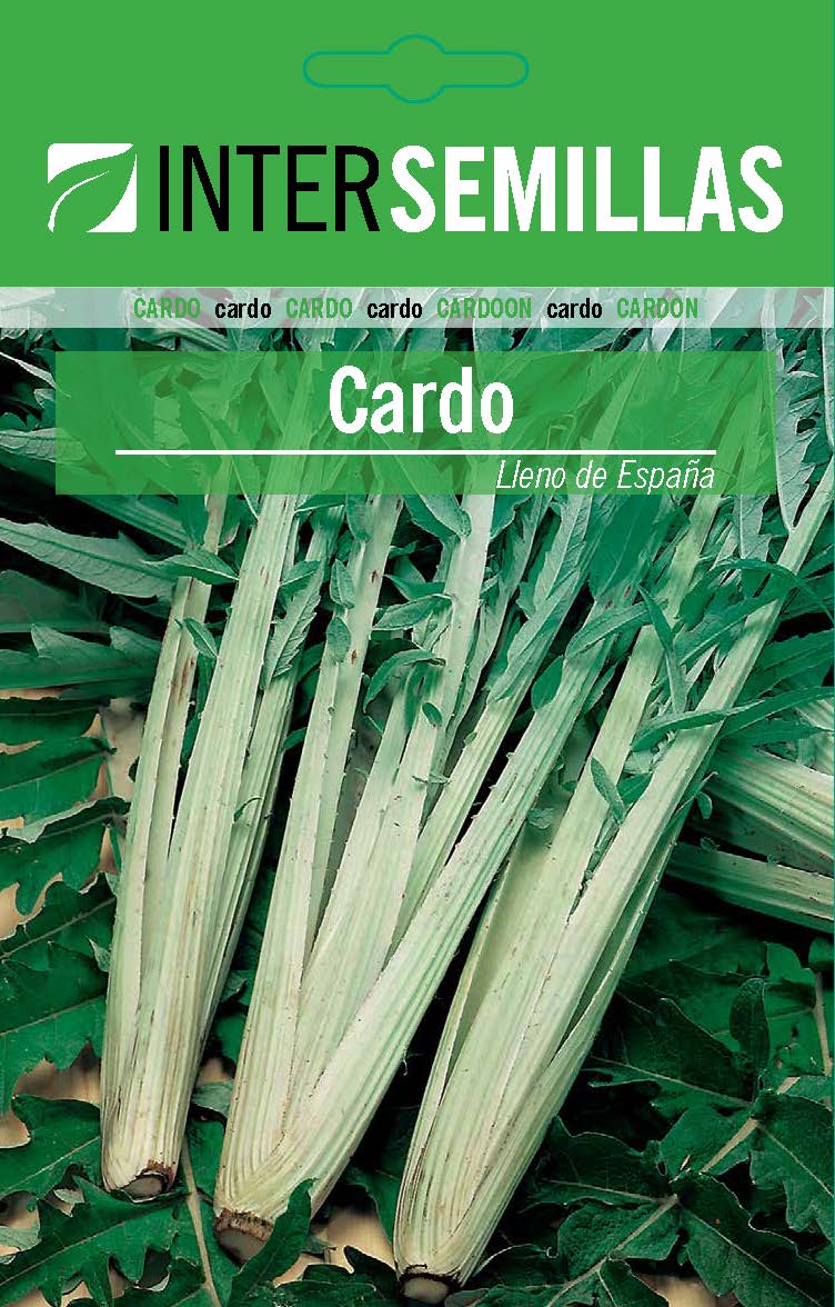 CARDO LLENO DE ESPAÑA
