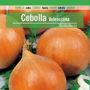 CEBOLLA Valenciana Tardía Recas