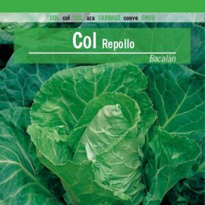 COL Repollo Bacalán