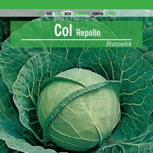 COL Repollo Brunswick