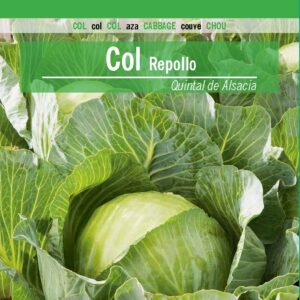 COL Repollo Quintal de Alsacia
