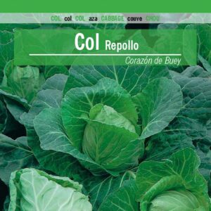 COL Repollo Corazón de Buey
