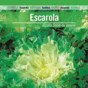 ESCAROLA Rizada doble de verano