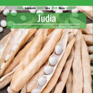 JUDIA Coco Blanc Precoce