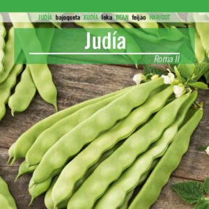 JUDIA Roma II