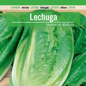 LECHUGA Invierno de Mallorca