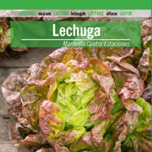 LECHUGA Maravilla Cuatro Estaciones