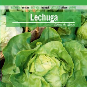 LECHUGA Reina de Mayo