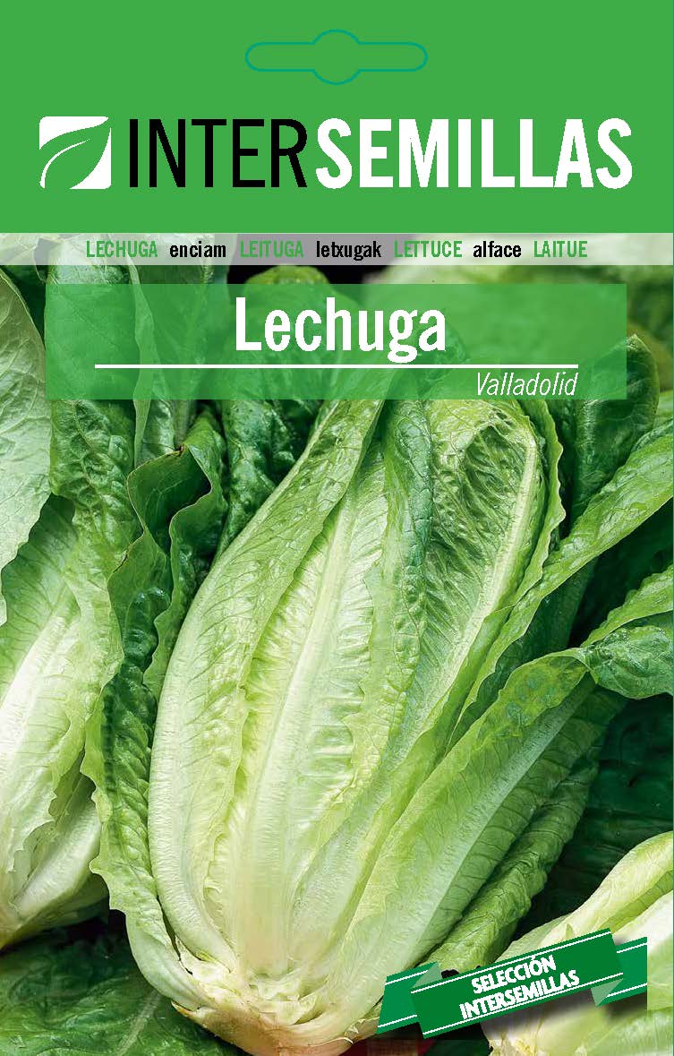 LECHUGA Valladolid