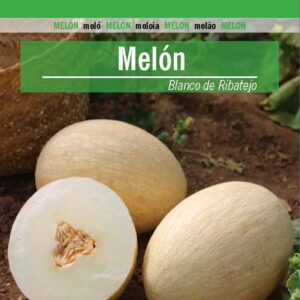 MELON Blanco de Ribatejo