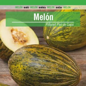 MELÓN Piñonet Piel de Sapo