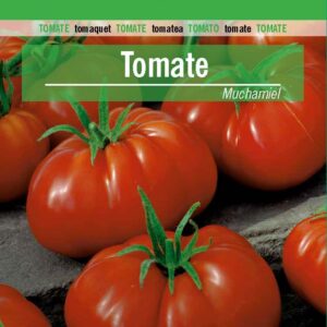 TOMATE Muchamiel
