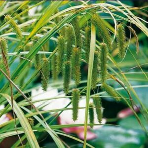 Pendula