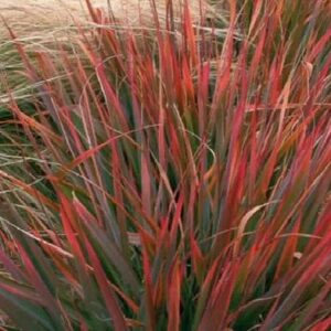 Spectabilis
