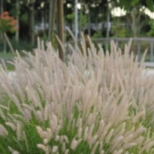 Viridis